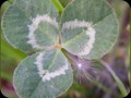 G0173_5-2-05 4 leaf clover