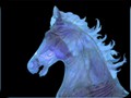 G0279_blue_horse_on_black