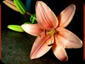 G0645_lily