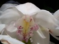G0724_orchidinwhite
