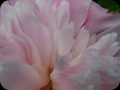G0759_peonyparty