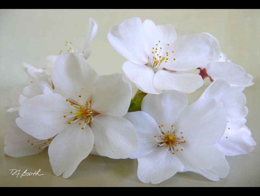 19 Blushing Blossom