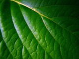 0021_green leaf