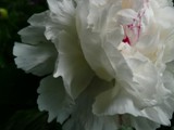 0032_peony in color