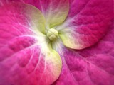 0045_hydrangea pink