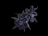 0047_dark fleur