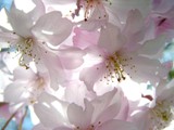 0048_cherries a'bloom