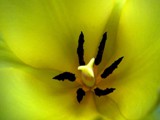 0060_yellow tulip