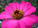 2011178 profusion of pink