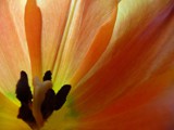 2011183 tulip sunshine