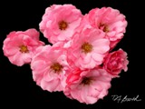 201119 pink bouquet