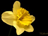 201157 daffodil delight