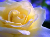 20117 yellow rose of texas