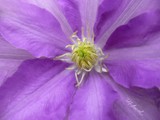 2012-105 lavender lovely