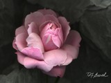 2012-112 tissue rose