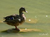2012-133 lil ducky duddle