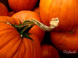 2012-96 pumpkin pleasers