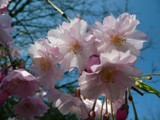 2013-62 cherry blossoms