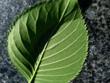 2013-66 lone leaf