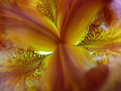 20113 Amazing Iris