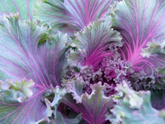 2013 Colorful Kale