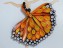10 Butterfly Dancer